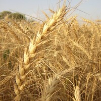 Du "GRAIN" à moudre ! ... Grain, Levain, Pain, ... le cycle du pain !