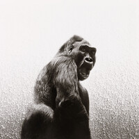 Exposition Bestiaire
