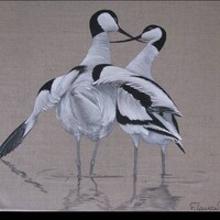 Les Oiseaux du Sel