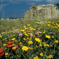 Chypre, le jardin divisé d'aphrodite