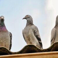 Pont en Fête - Lâcher de pigeons