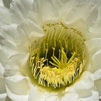 FORMATION "LA PHOTOGRAPHIE DU VEGETAL" au Domaine du Rayol