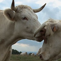 Bovines ou la vraie vie des vaches