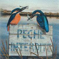 Mes Oiseaux Rares
