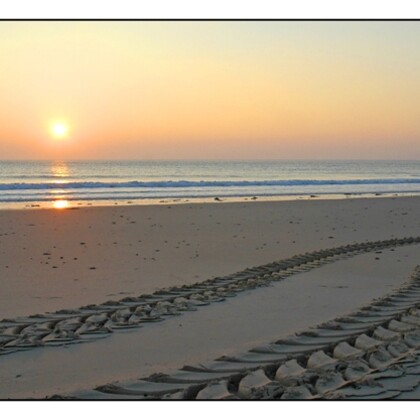 Sea & Sun Pictures