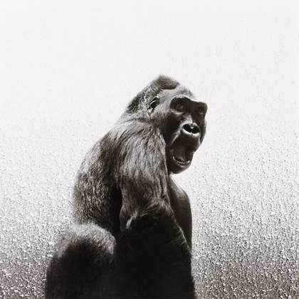 Exposition Bestiaire