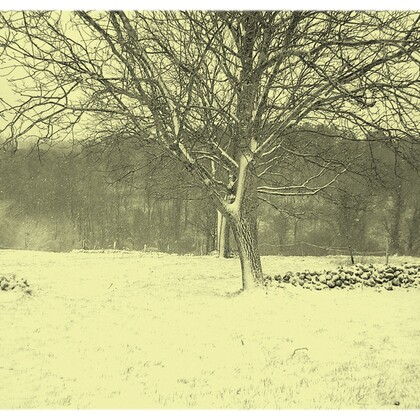 In The Wood