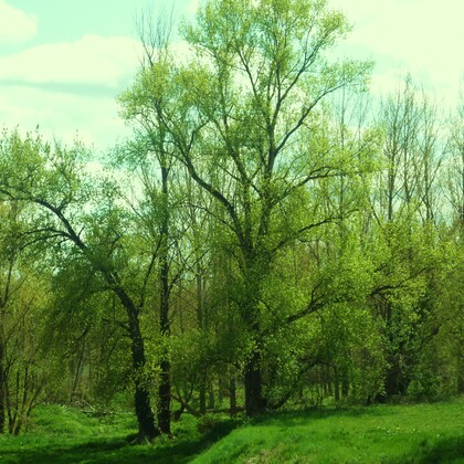 Les 4 saisons