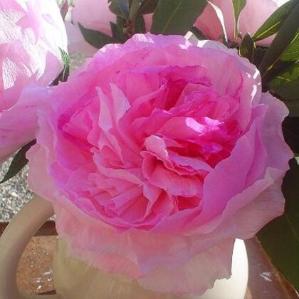 stages à faire des roses en papier