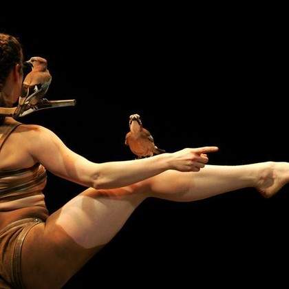 La confidence des oiseaux