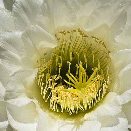 FORMATION "LA PHOTOGRAPHIE DU VEGETAL" au Domaine du Rayol