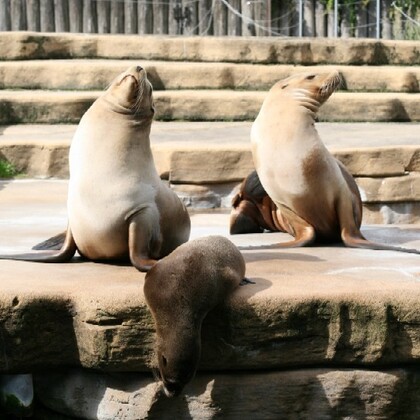 Le carnaval des animaux